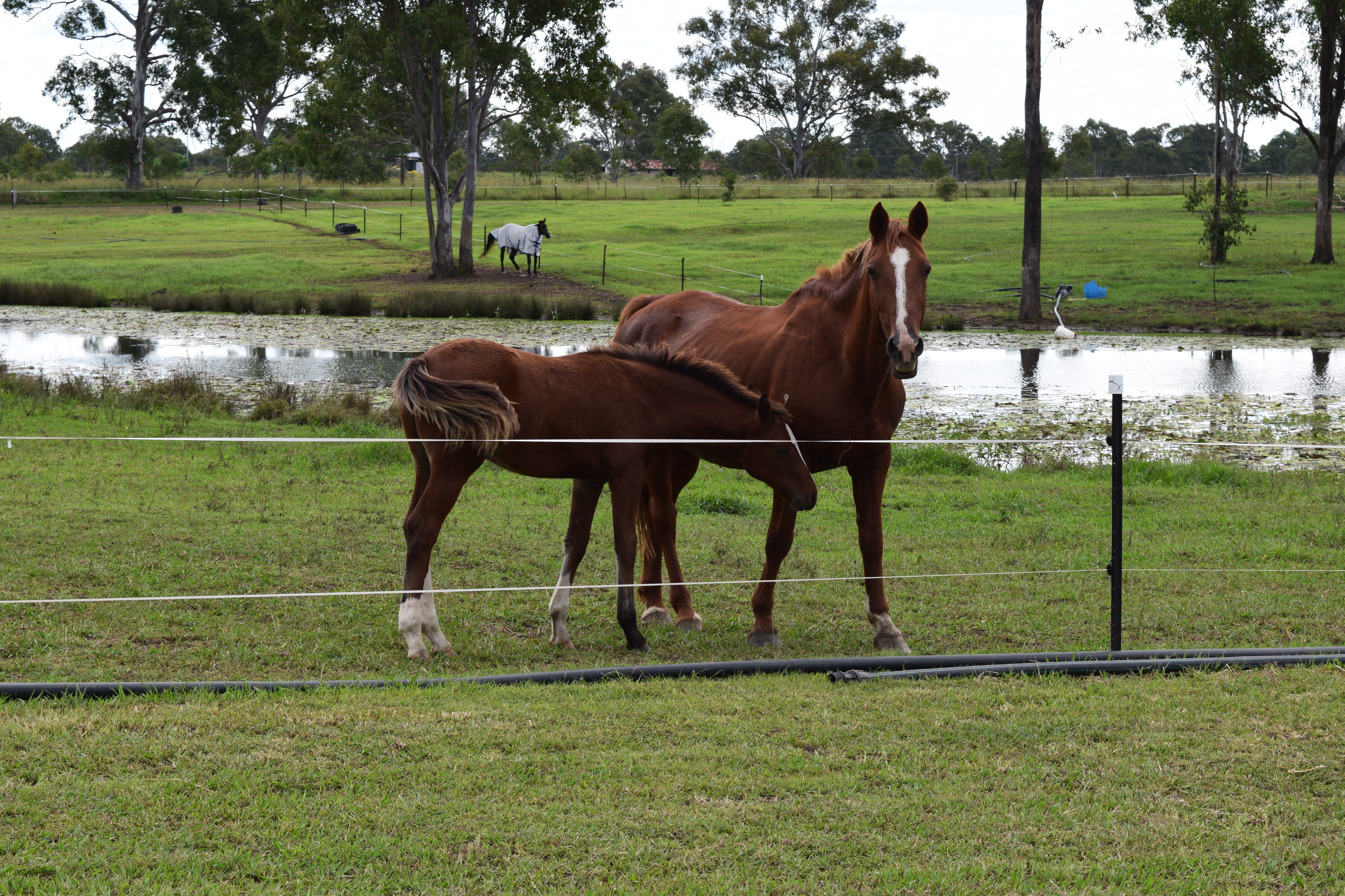 Photo of carpatair and rosie